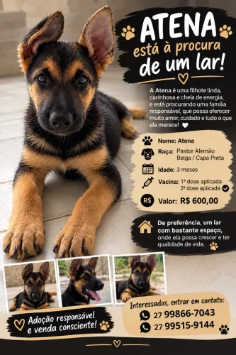 Vende-se filhote de pastor alemão fêmea