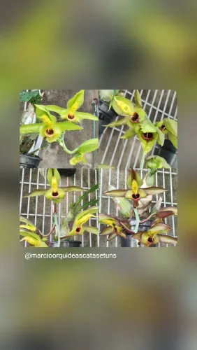 Orquídeas Catasetum Osculatum 