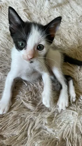 Gatinha Frajola Para Adoção Responsável