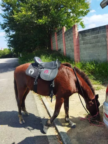 Cavalo manso!!