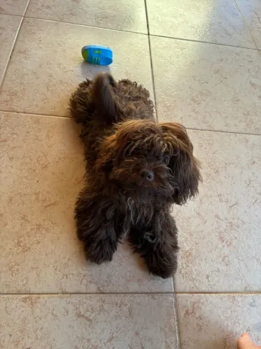 Filhote Shitzu com poodle marrom