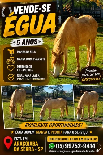 Vende se egua