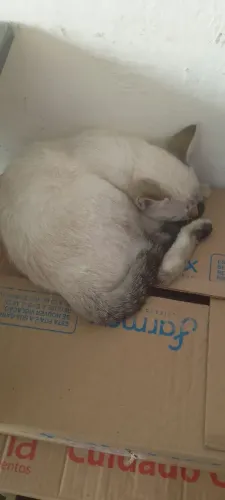 Doação de casal de gato siamês brancos dos olhos azuis