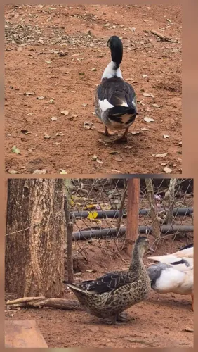 Vendo casal de marreco