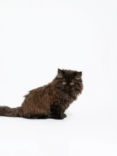 FILHOTES DE GATOS PERSAS DISPONÍVEIS