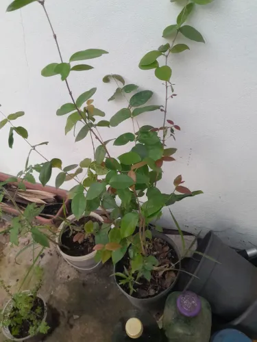 Muda de pitanga