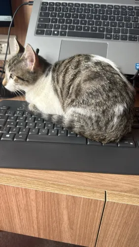 Doação de uma gatinha linda