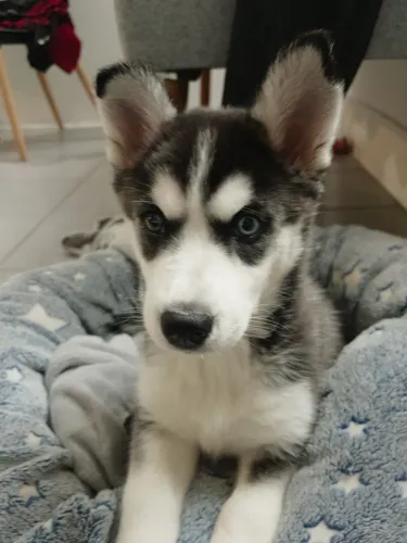 Husky siberiano