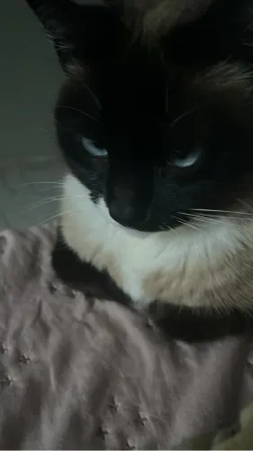 Gato p adotar