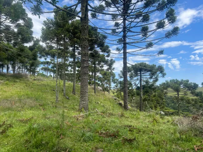 Sítio em São Joaquim, prox. Vinícola Pericó e a Urubici.