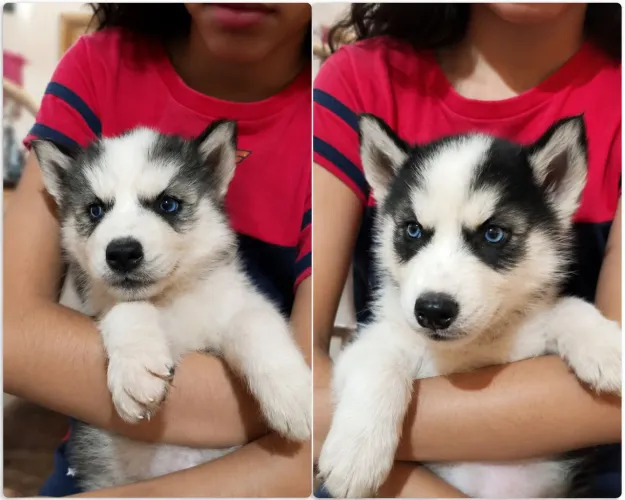 Últimos Husky