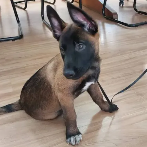 Filhotes de pastor belga malinois com opção de pedigree 