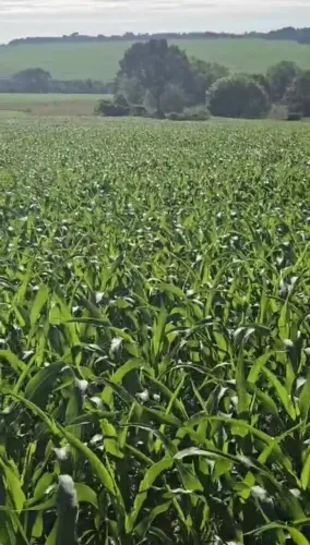 Fazenda a venda em Anicuns - Goiás!!!