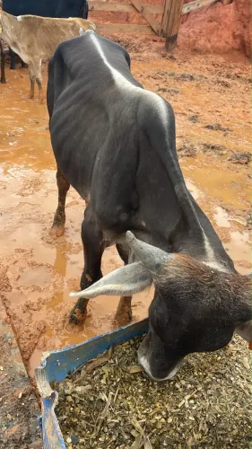 Bezerro macho