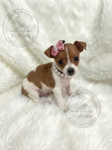 Pinscher zerinhos vermífugados e espertos