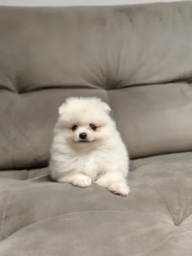 Spitz Alemão Branco