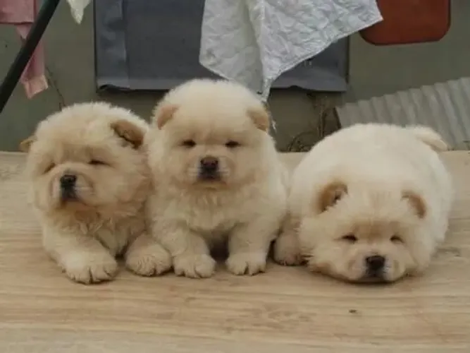 Chow Chow macho - americano porte top