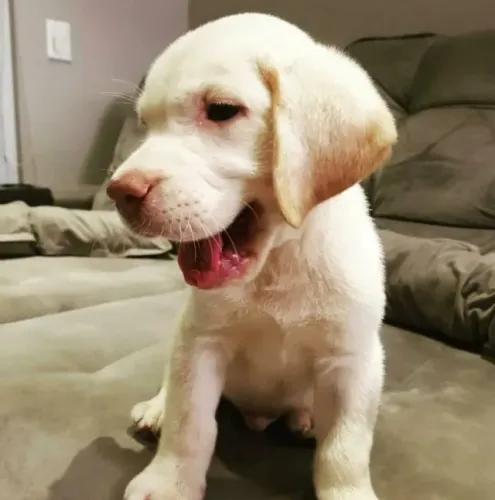 Labrador inteligente