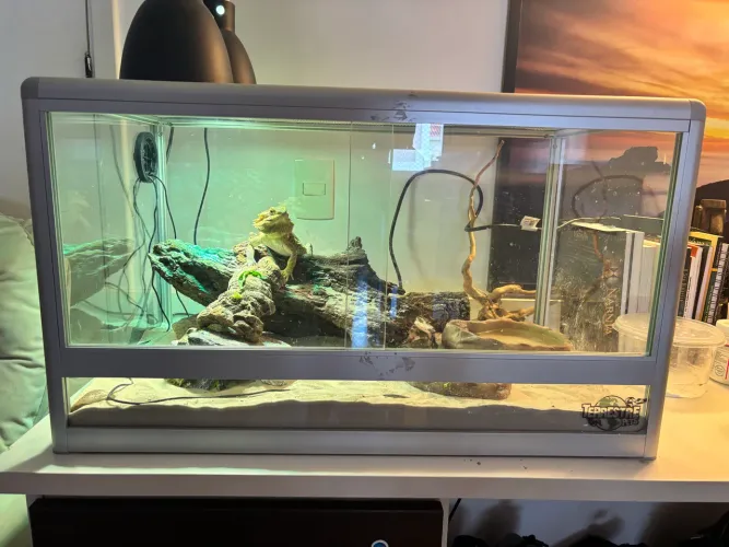 Terrário para répteis