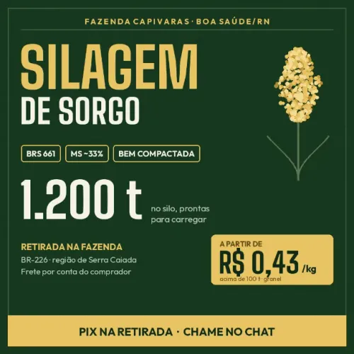 Silagem de Sorgo BRS 661 - 1.200 t disponíveis - Boa Saúde/RN