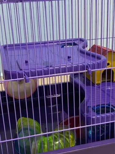 Gaiola para Hamster/Porquinho da Índia + Brinde