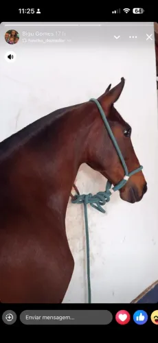 Égua mangalarga marchador
