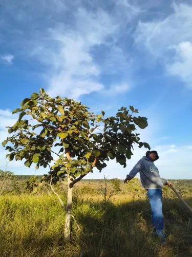 Vendo ou troco 02 terrenos uma chacara de 1000m2 20x50 rodovia 415 estra de morada nova e 