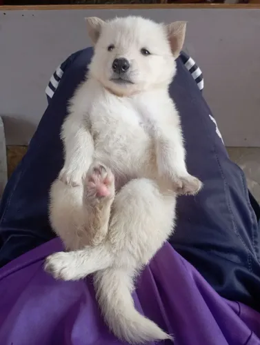 Filhotes de Husky siberiano branco