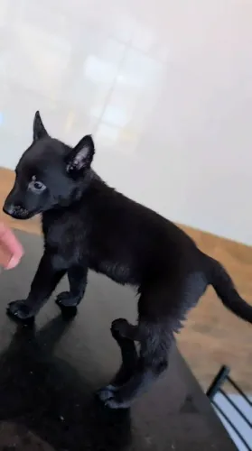 Lindos filhotes de pastor belga Malinois