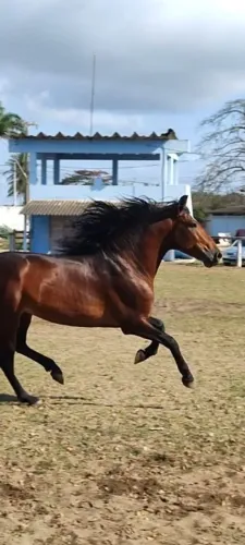 Potro mangalarga