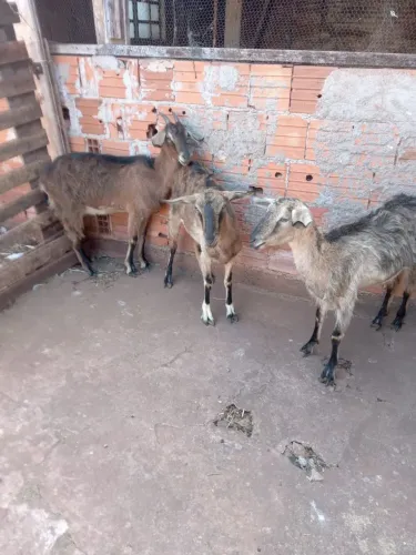 Vendo cabras prenhas