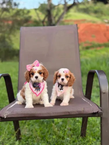 FILHOTES DE CAVALIER KING CHARLES À VENDA