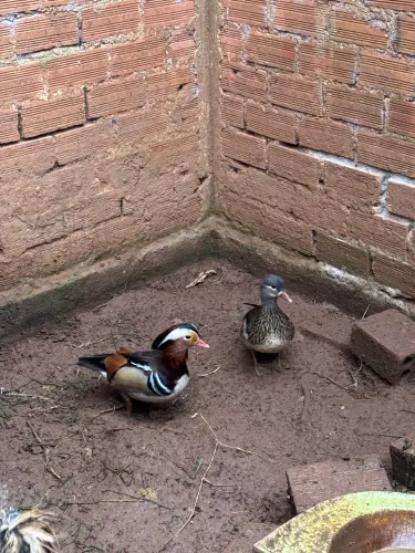 Marreco