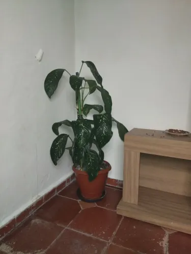 Vendo planta linda natural comigo ninguem pode 75,00