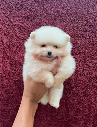 Lulu da Pomerânia fêmea