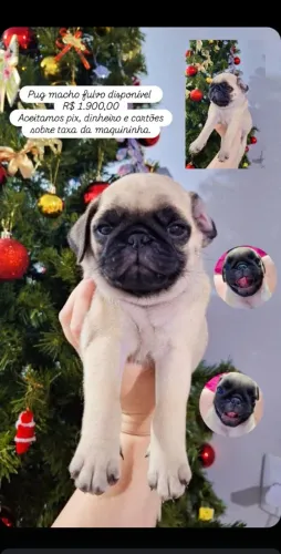 VENDO PUGS 