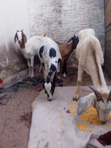 Cabras,Amojadas e outra amamentando as 4 são fêmeas