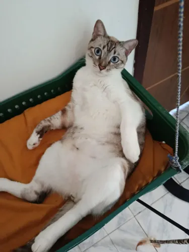 Gato macho castrado 