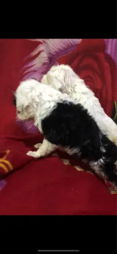Poodle toy Macho 650