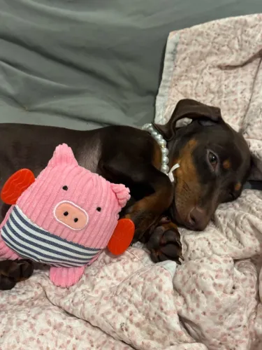 Dachshund