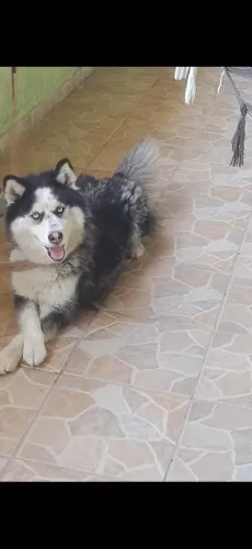 Husky Siberiano procura namorado 