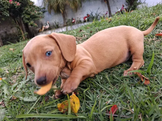 Machinho CREME (heterocromia) olho VERDE e AZUL