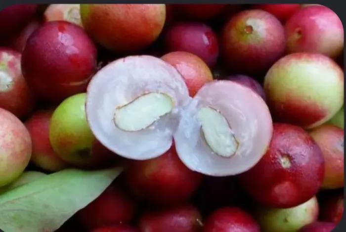 Fruta Camu Camu