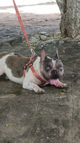 bulldog francês cachorro exótico merlin macho