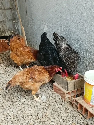 Galinhas