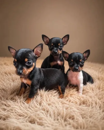 Pinscher zero - filhotes ideal para apartamento 