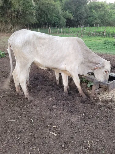 Novilha primeira cria