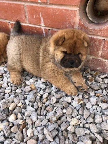 Chow Chow,Chow Chow Filhote Vacinado e Vermifugado