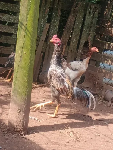 Frango