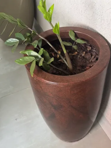 Vaso com planta
